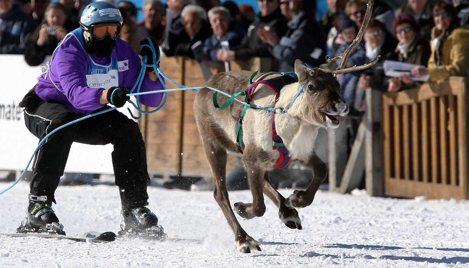 Credit Suisse – Skikjöring am White Turf in St. Moritz